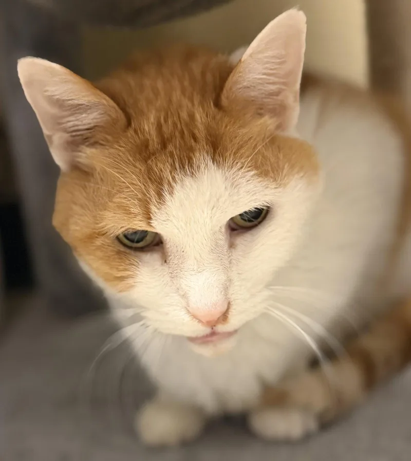 An adult medium-sized male Orange & White Domestic Short Hair cat named Zion for adoption in Herndon, VA
