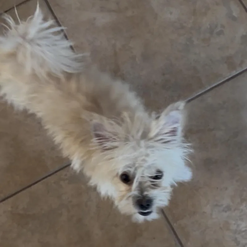 A young small-sized female White / Cream Maltese dog named Phyllis Diller for adoption in Las Vegas, NV