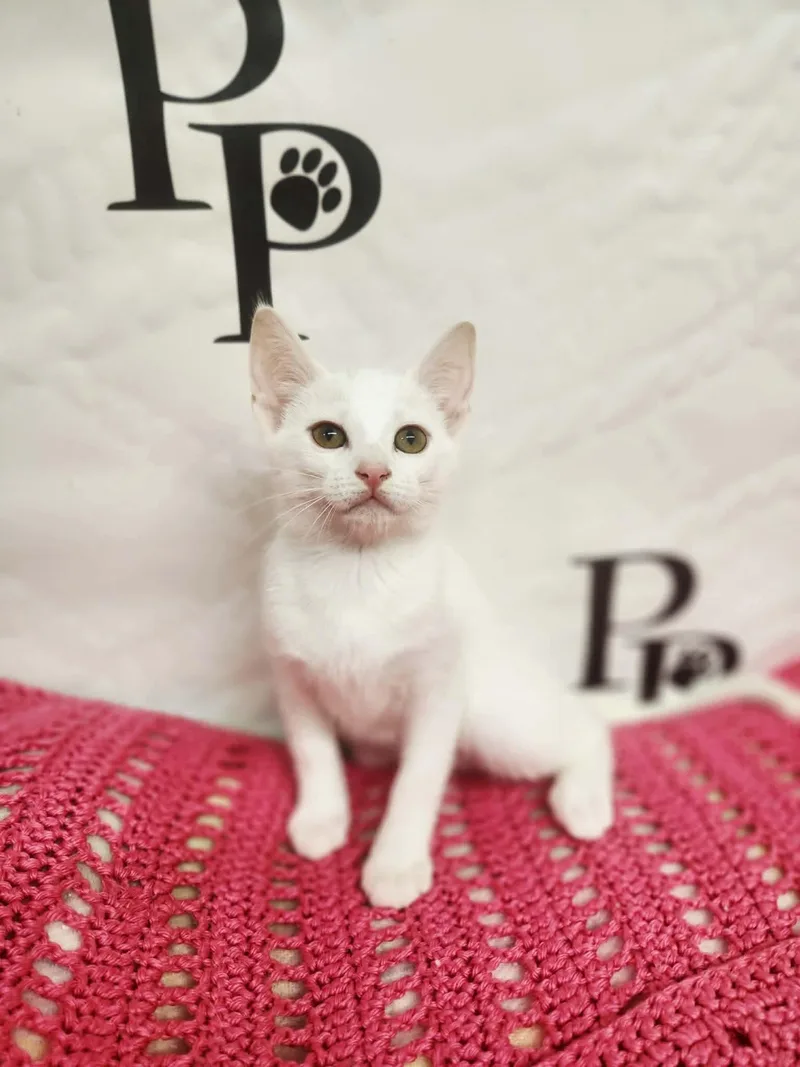 A baby medium-sized female White Domestic Short Hair cat named Snow White for adoption in Social Circle, GA