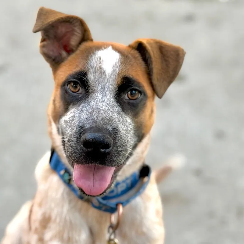 Bridgette thumbnail 2