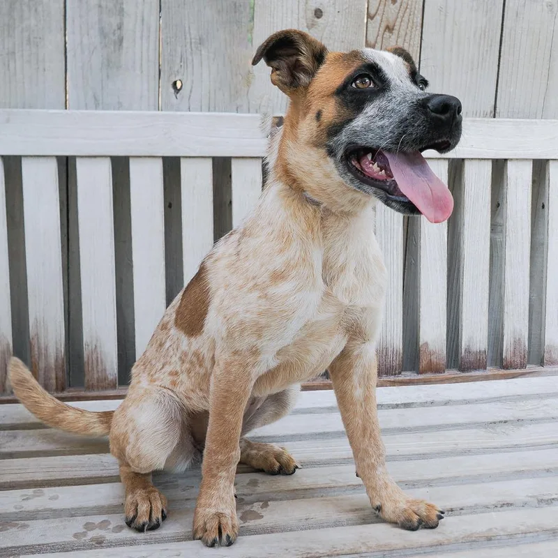 Bridgette thumbnail 5