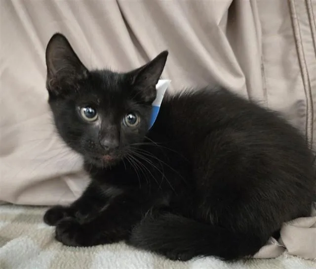 A baby small-sized male Domestic Short Hair cat named Soot for adoption in Fort Lauderdale, FL