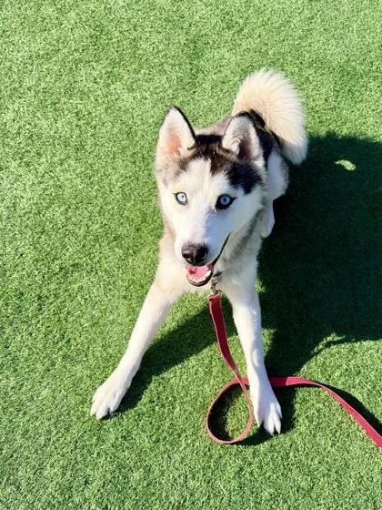 An adult medium-sized male Mixed Breed dog named Smee for adoption in Westbrook, ME