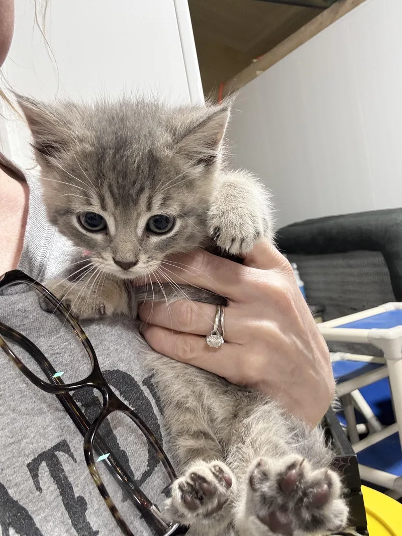 A baby medium-sized female Tabby (Gray / Blue / Silver) Tabby cat named Cuddly Moolah for adoption in Burlington, NC