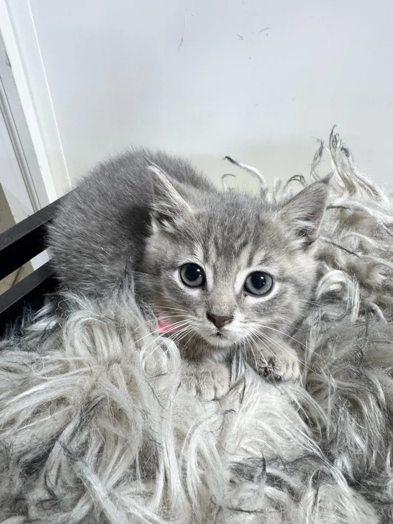 Cuddly Moolah thumbnail 4