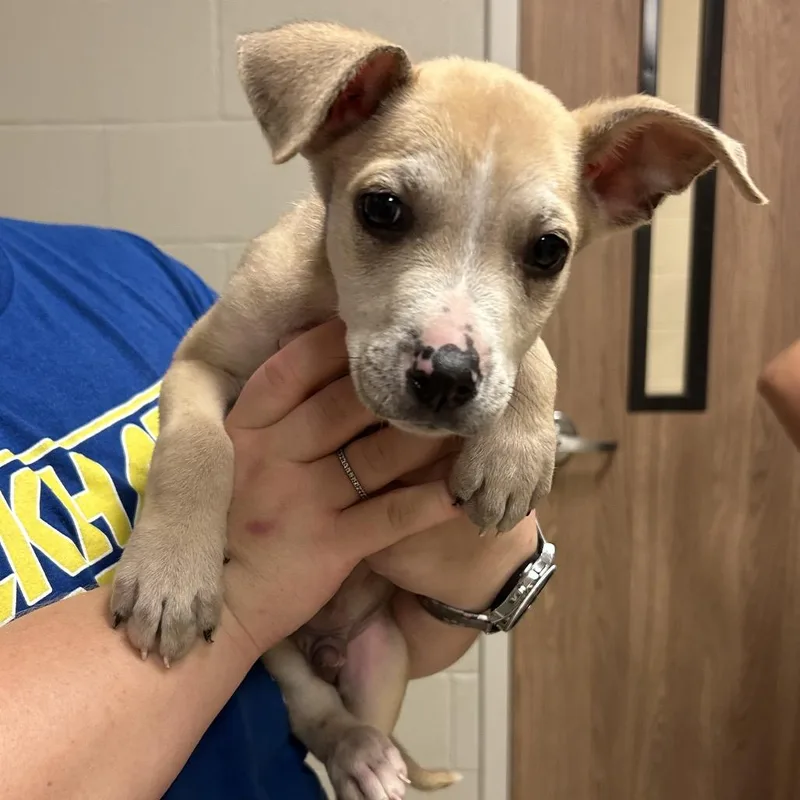 A baby medium-sized male Pit Bull Terrier dog named Zion for adoption in Bristol, IN
