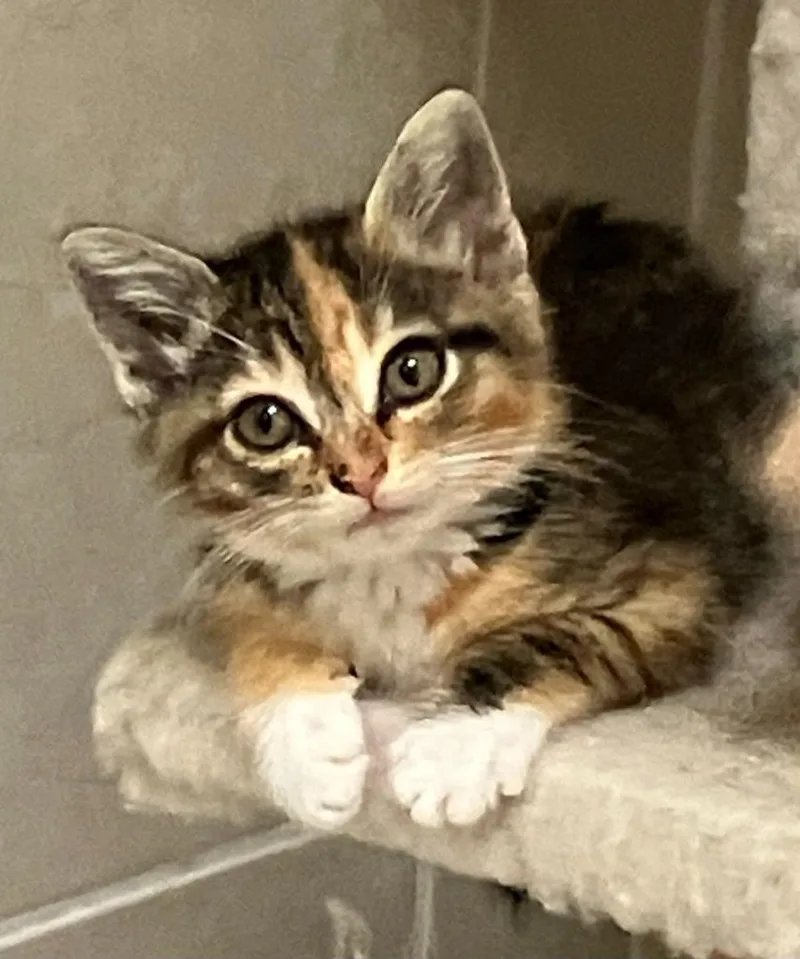 A baby medium-sized female Domestic Medium Hair cat named Tammy for adoption in San Pedro, CA