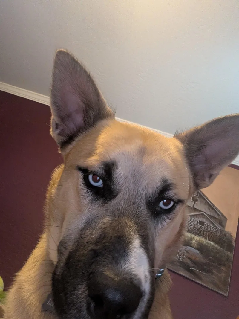 A young large-sized male Husky dog named Lucky for adoption in Chandler, AZ