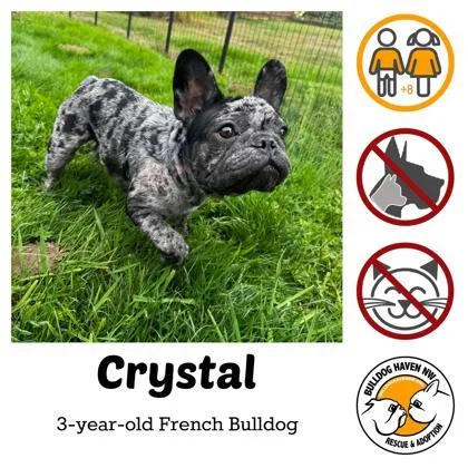 An adult small-sized female Merle (Blue) French Bulldog dog named Crystal Sterling for adoption in Bonney Lake, WA