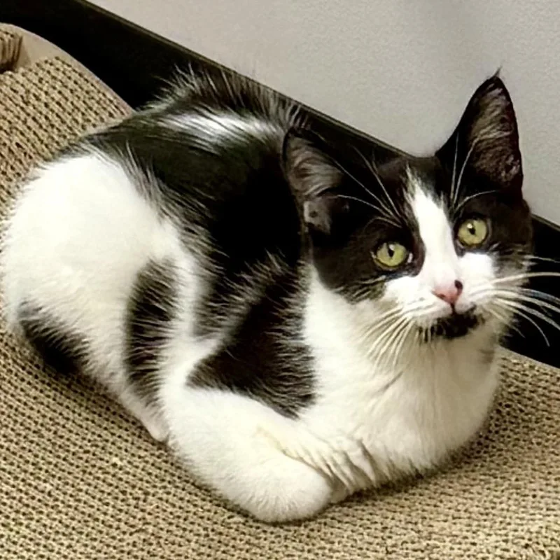 Moona Lisa thumbnail 3