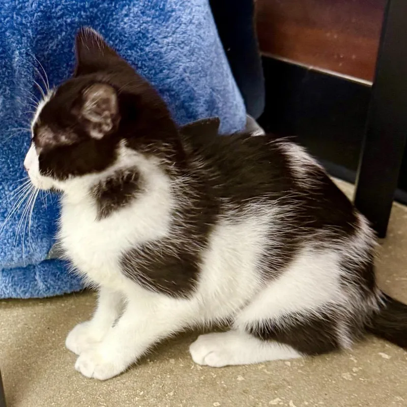 Moona Lisa thumbnail 4