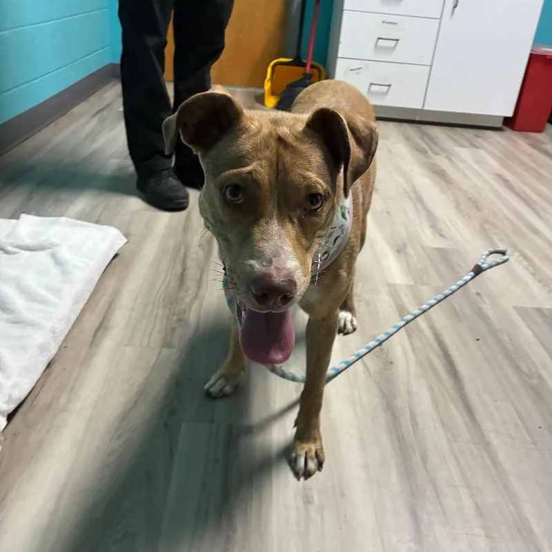 An adult medium-sized female Pit Bull Terrier dog named Suzy for adoption in St. Louis, MO