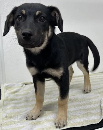 A young medium-sized female Shepherd dog named Eleanor for adoption in Phoenix, AZ