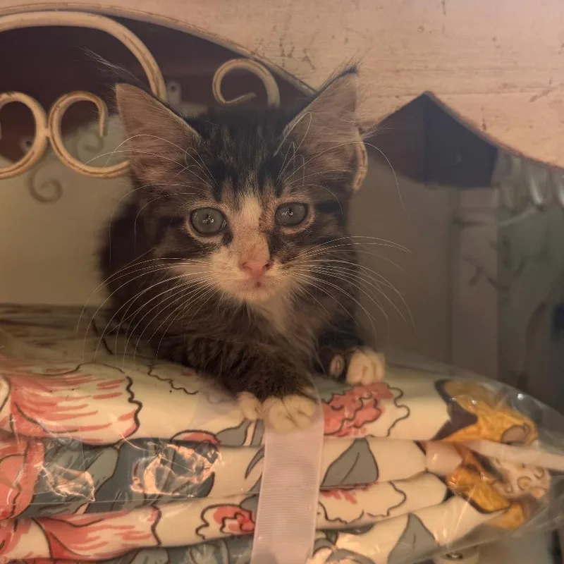 A baby small-sized male Brown / Chocolate Domestic Medium Hair cat named Mini for adoption in Huntington, WV