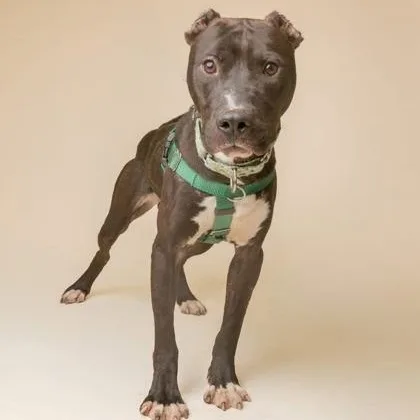 An adult medium-sized male Pit Bull Terrier dog named Swiss Roll for adoption in Philadelphia, PA