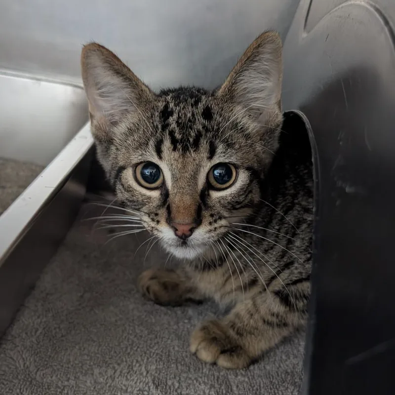 A baby small-sized male Brown / Chocolate Domestic Short Hair cat named Jet for adoption in Independence, KS