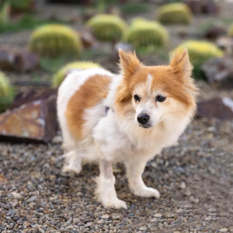 A senior small-sized female Brown / Chocolate Cardigan Welsh Corgi dog named Tina for adoption in Palm Springs, CA