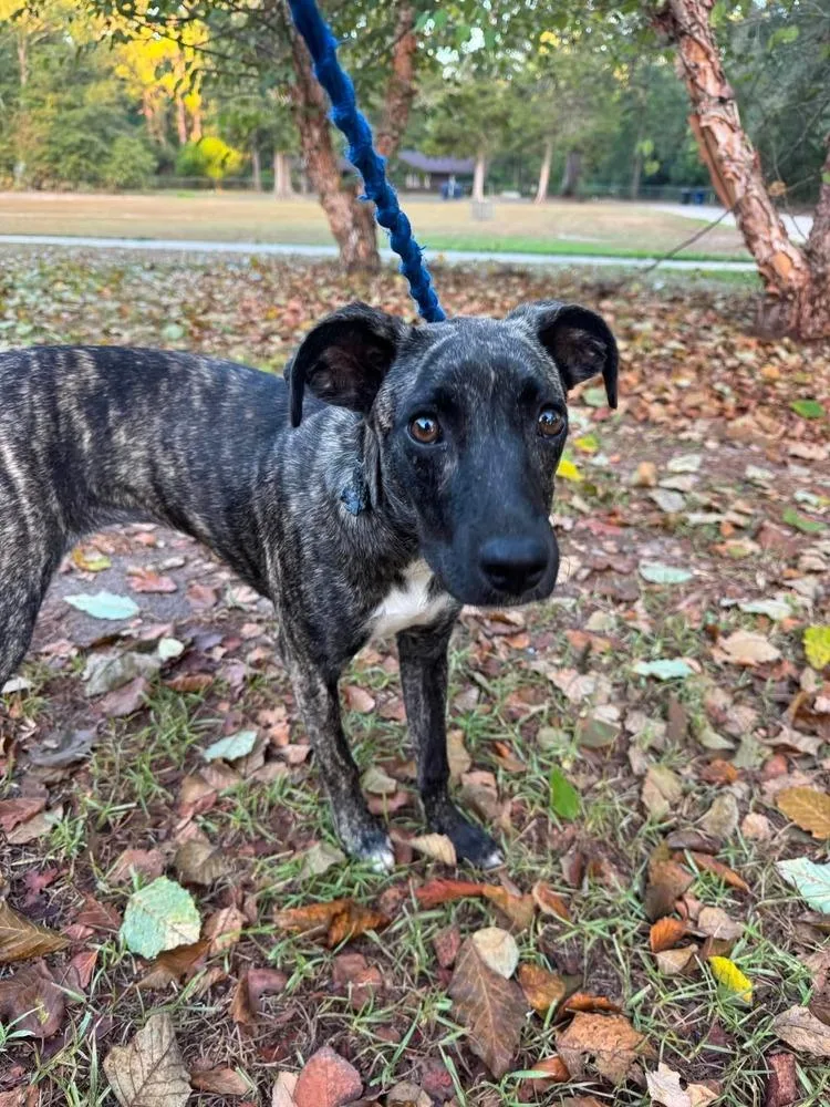 A baby medium-sized female Rat Terrier dog named Olive for adoption in Syracuse, NY