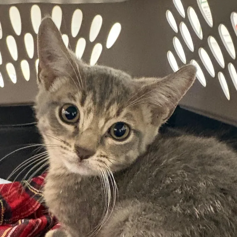 A baby small-sized male Gray / Blue / Silver Domestic Short Hair cat named Big Richie for adoption in West Palm Beach, FL