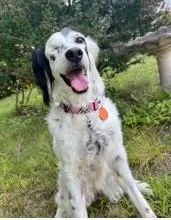 An adult medium-sized female English Setter dog named Rain for adoption in East China, MI