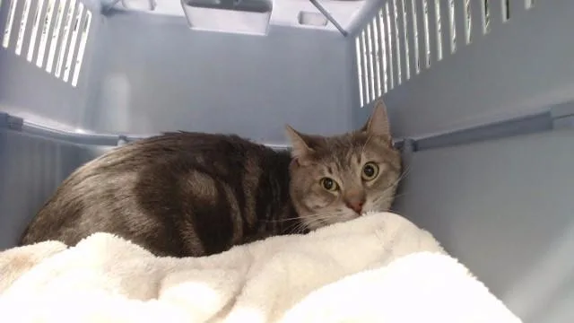 An adult medium-sized male Domestic Short Hair cat named Simon for adoption in Downey, CA