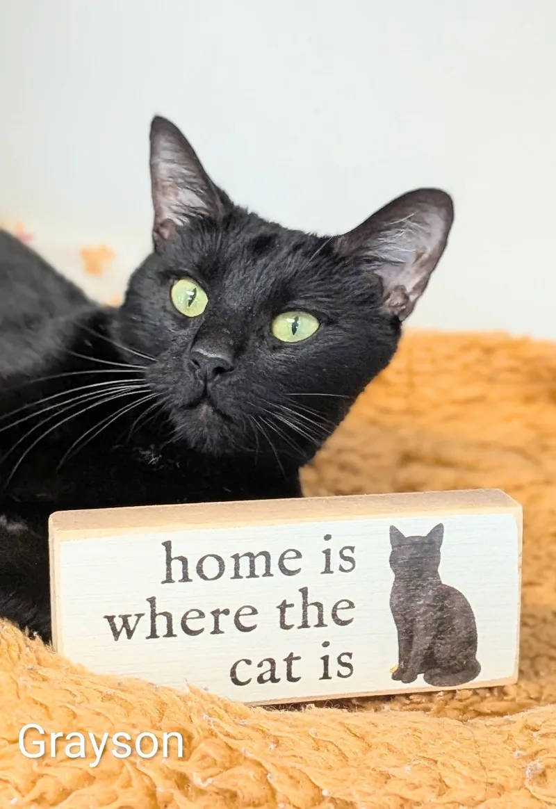 An adult medium-sized male Black & White / Tuxedo Domestic Short Hair cat named Grayson for adoption in Flint, MI
