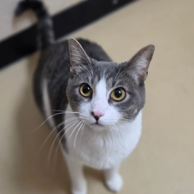 A young large-sized male Gray / Blue / Silver Domestic Short Hair cat named Cheeky Costa Mesa for adoption in Chino Hills, CA