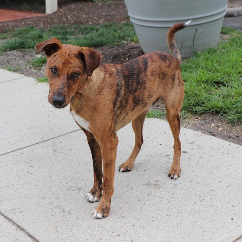 A young medium-sized male Mixed Breed dog named Cinnamon for adoption in Port Washington, NY