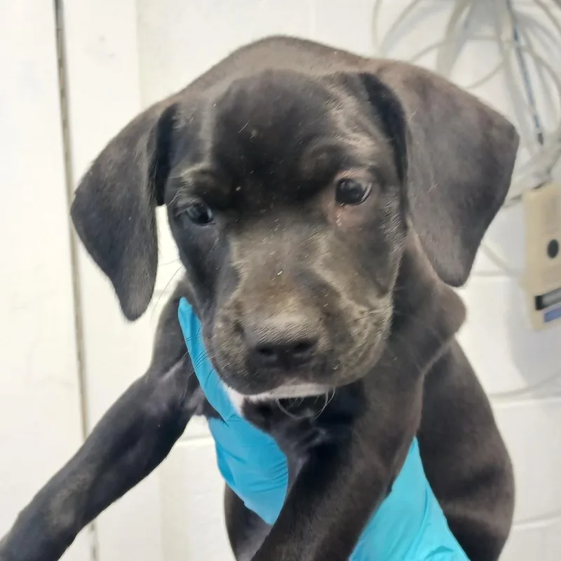 A baby small-sized male Black Labrador Retriever dog named Upperclassman for adoption in Hattiesburg, MS