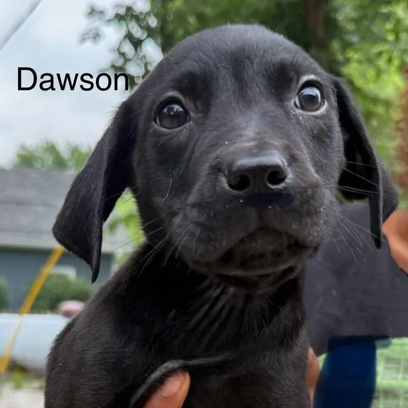 Dawson thumbnail 2