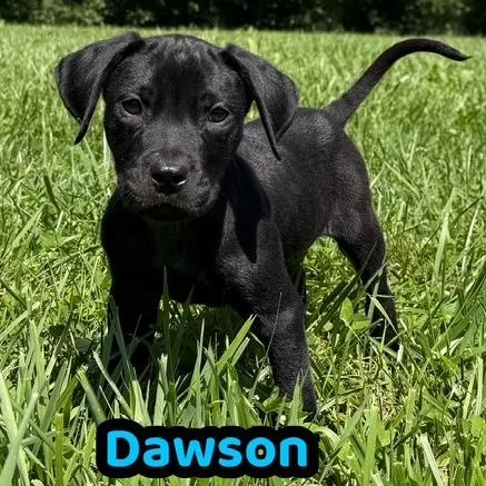 Dawson thumbnail 3