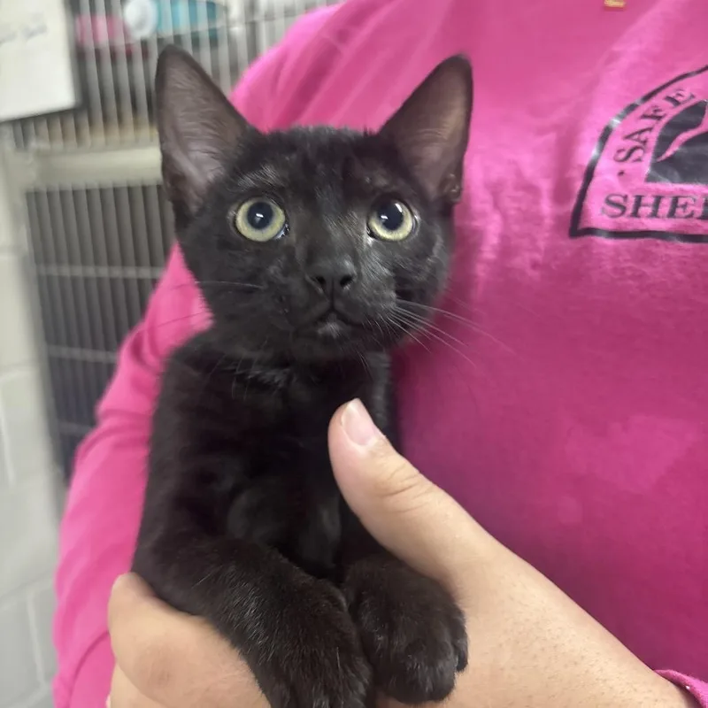 A baby small-sized female Domestic Short Hair cat named Galileo for adoption in Middleburg, FL