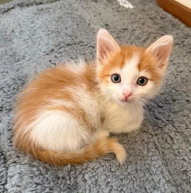 Levi