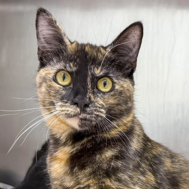 A baby medium-sized female Tortoiseshell Tortoiseshell cat named Winnie for adoption in Stamford, CT