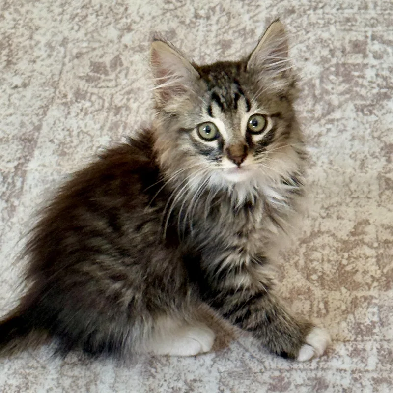A baby large-sized male Domestic Medium Hair cat named Lionel for adoption in Los Angeles, CA