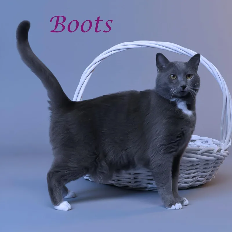 Boots C thumbnail 2