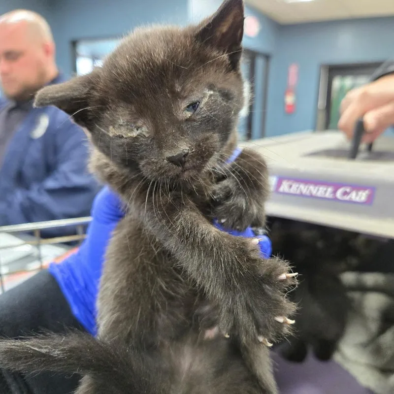 A baby small-sized male Black Domestic Short Hair cat named Lucio for adoption in Newark, NJ