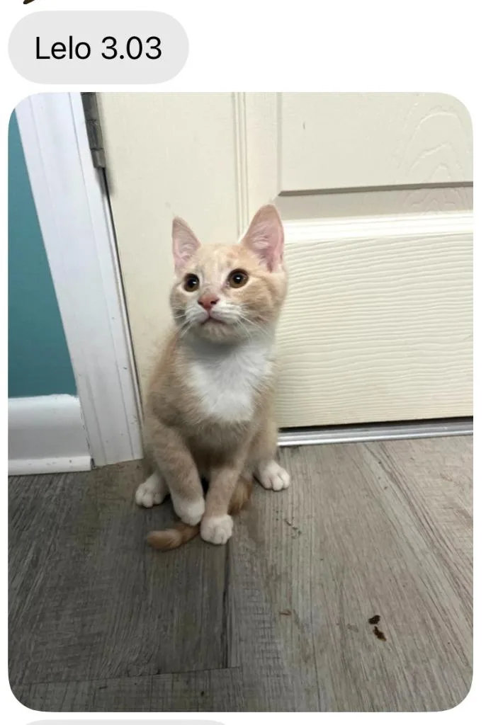 A baby medium-sized female Domestic Short Hair cat named Lilo for adoption in Johnson City, TN
