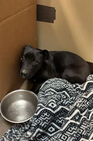 A young small-sized female Pit Bull Terrier dog named Shadow for adoption in Tulsa, OK