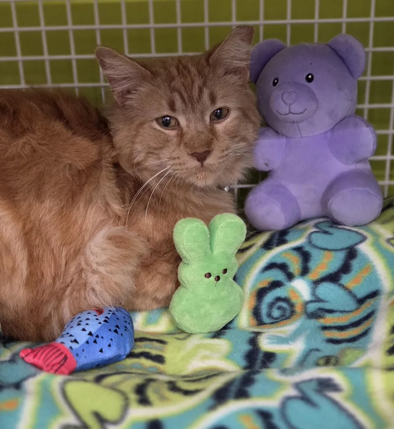 Rubber Ducky thumbnail 3