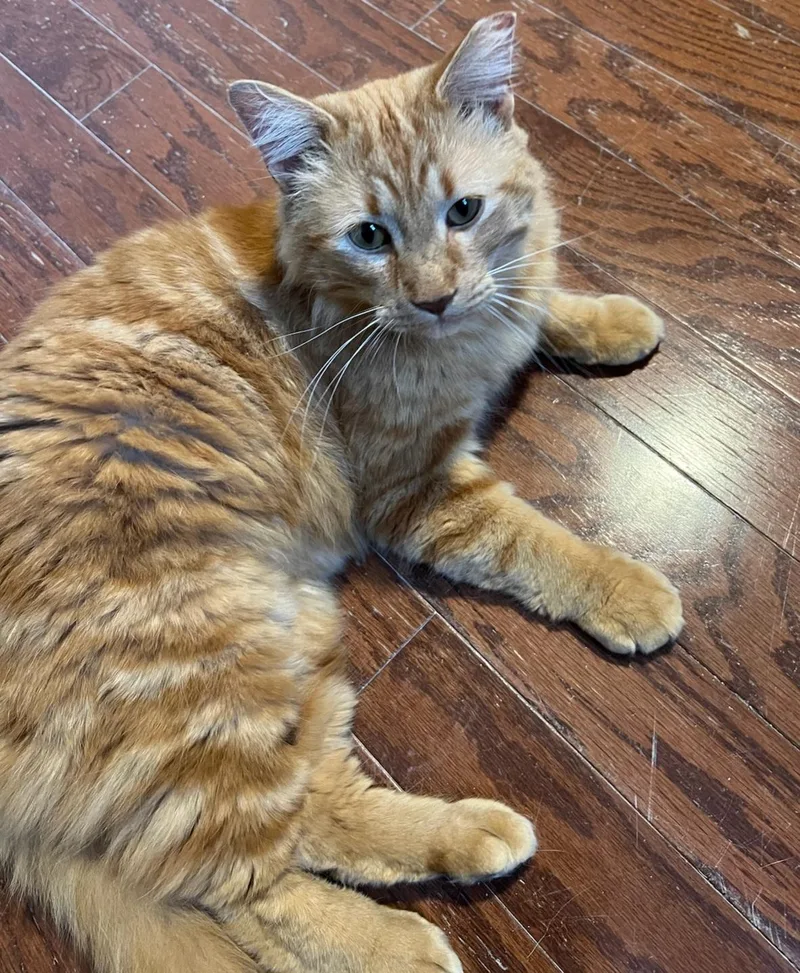 Rubber Ducky thumbnail 4