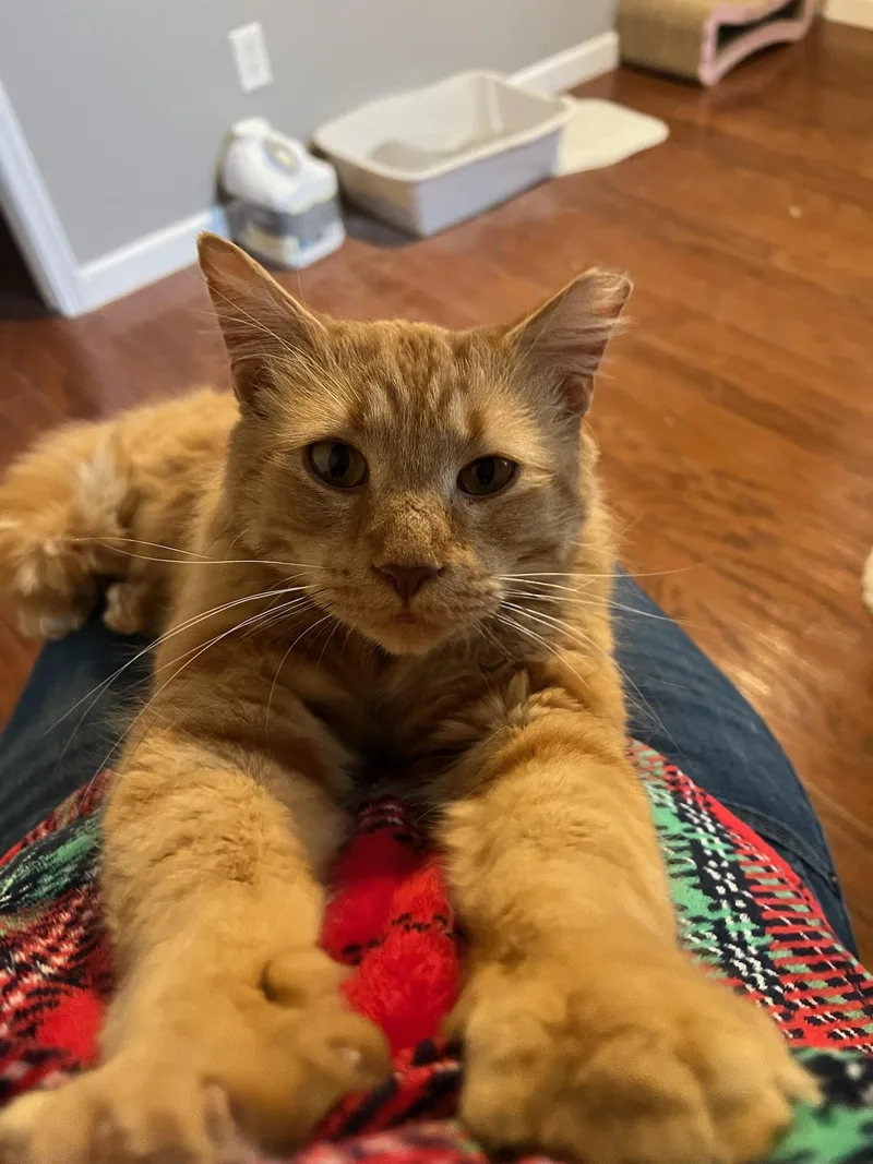 Rubber Ducky thumbnail 5