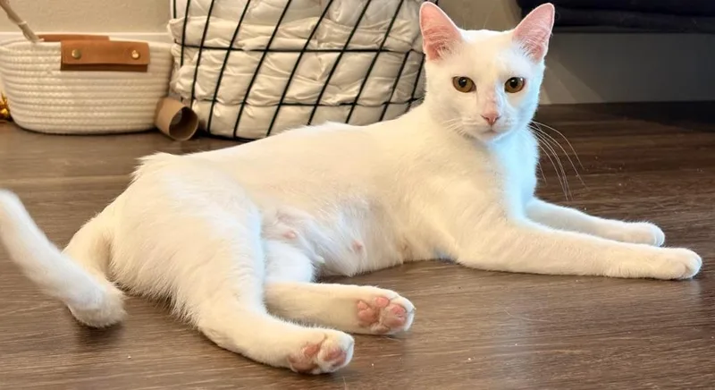 A young medium-sized female Domestic Short Hair cat named Bones for adoption in Miami, OK