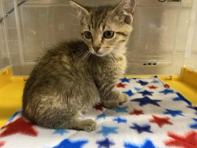 A baby small-sized female Domestic Short Hair cat named Aubrey for adoption in Modesto, CA