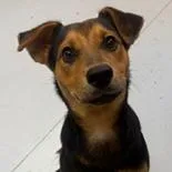 A young medium-sized male Shepherd dog named Tucker for adoption in Tampa, FL