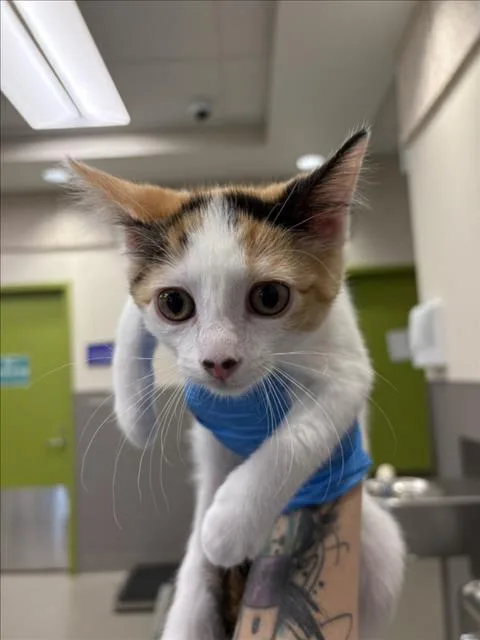 A baby small-sized female Domestic Short Hair cat named Ivy for adoption in Las Vegas, NV