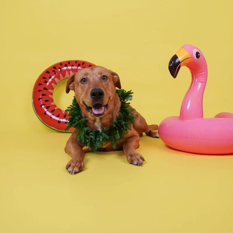 Rory Vii thumbnail 2