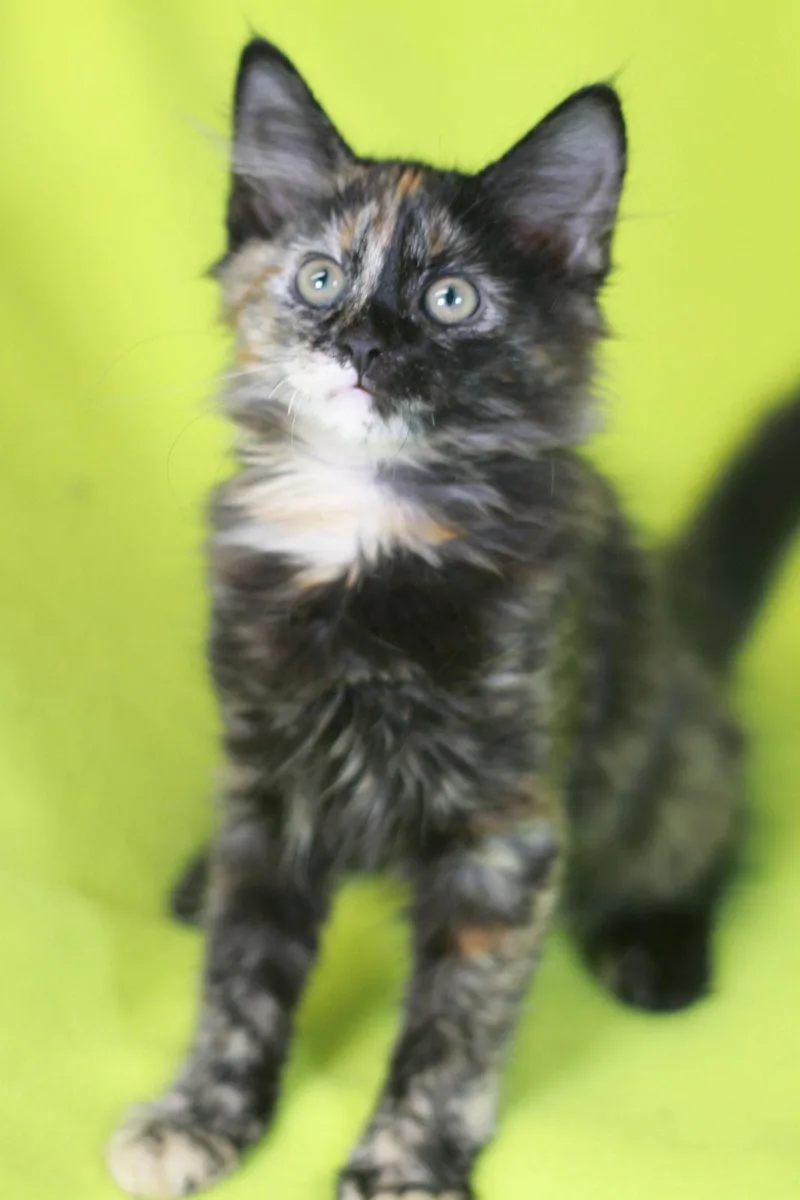 A baby small-sized female Domestic Medium Hair cat named Sienna  Meet Me for adoption in Cookeville, TN