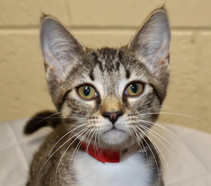 A baby medium-sized female Tabby (Brown / Chocolate) Tabby cat named Jill for adoption in Euclid, OH