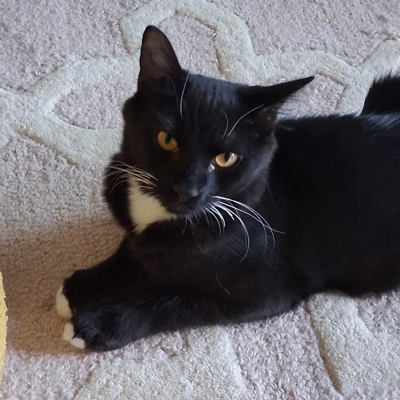 A baby medium-sized male Black & White / Tuxedo Domestic Medium Hair cat named Joe for adoption in Antioch, CA